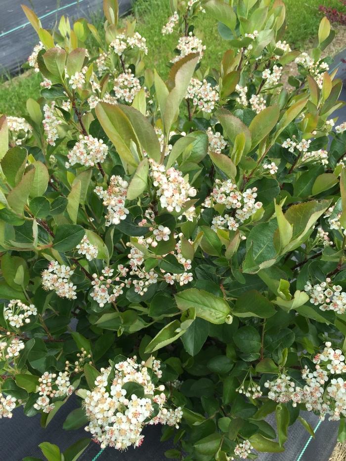 Prunus laurocerasus Schipkaensis