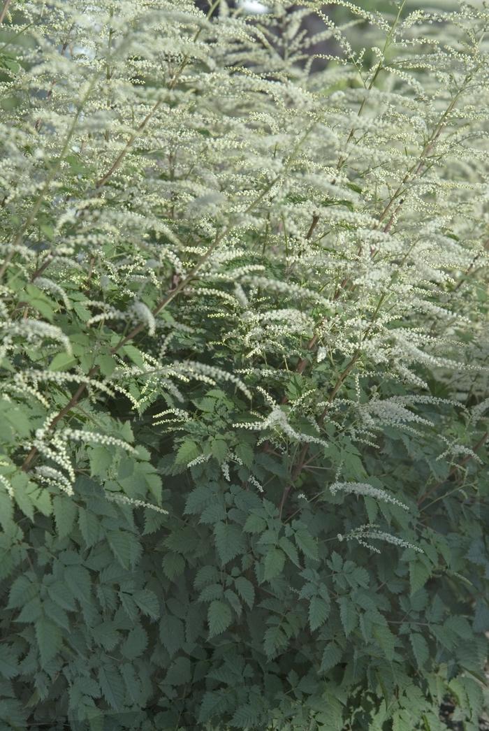 Prunus persica Reliance