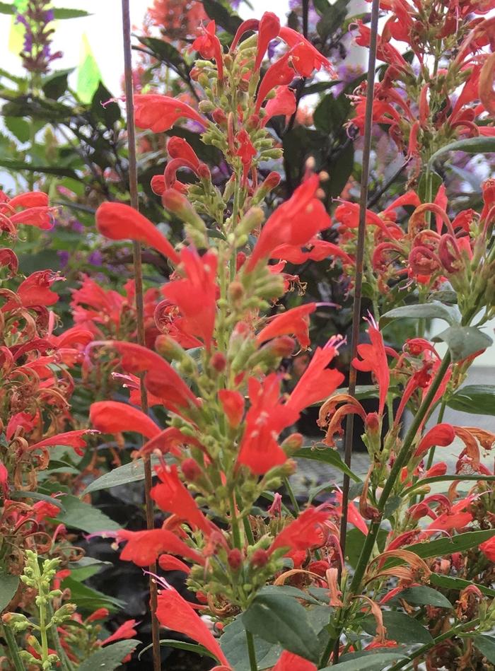 Rhododendron Percy Wiseman