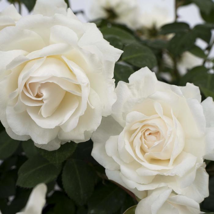Rosa Cloud 10&trade;