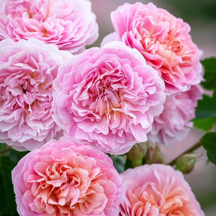 Rosa Eustacia Vye&trade;