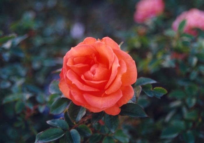 Rosa Gingersnap