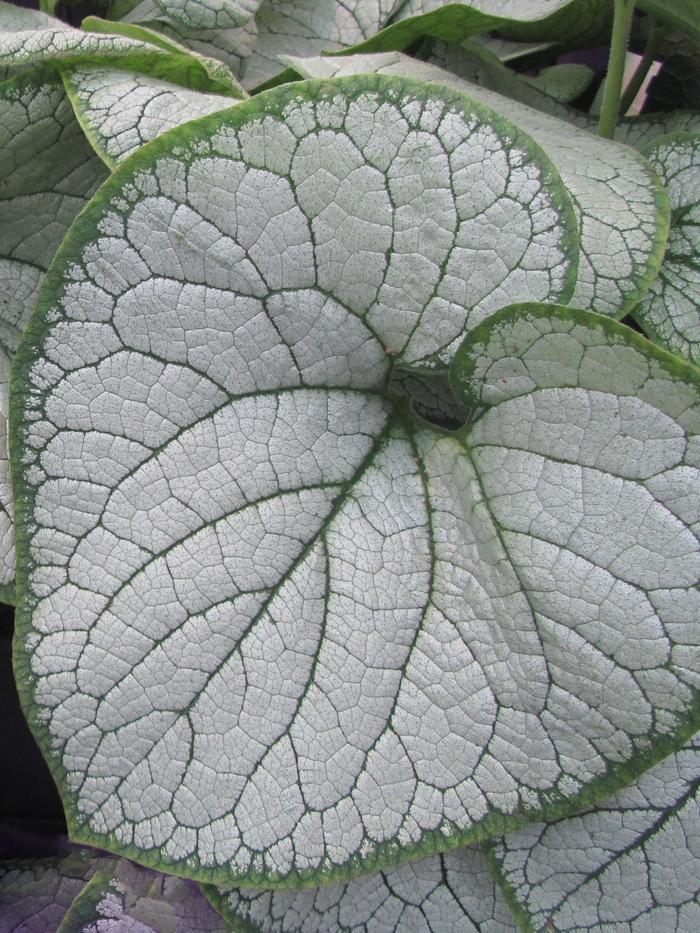 Agastache 'Blue Fortune' - Hummingbird Mint