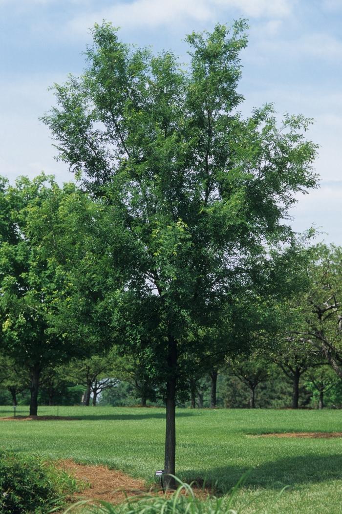Ulmus parvifolia 