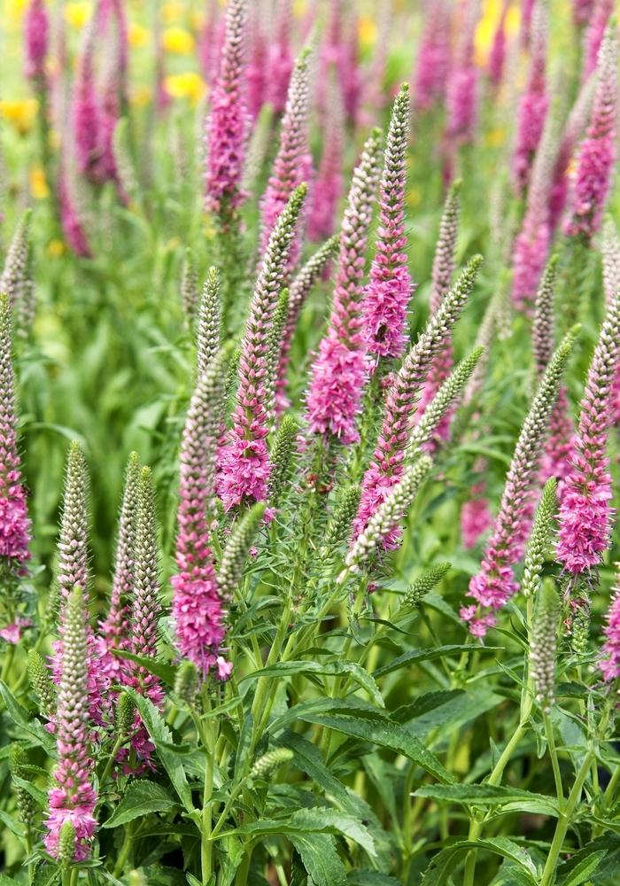 Veronica spicata Red Fox