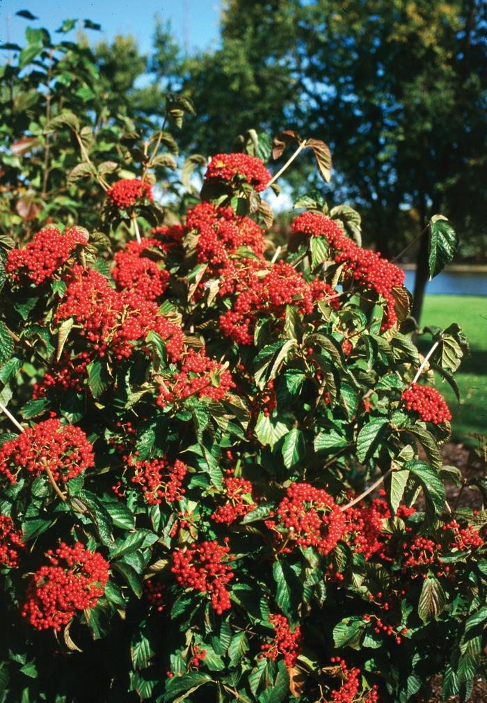Viburnum dilatatum Cardinal Candy&reg;