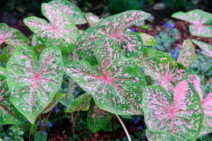 Viburnum Pragense