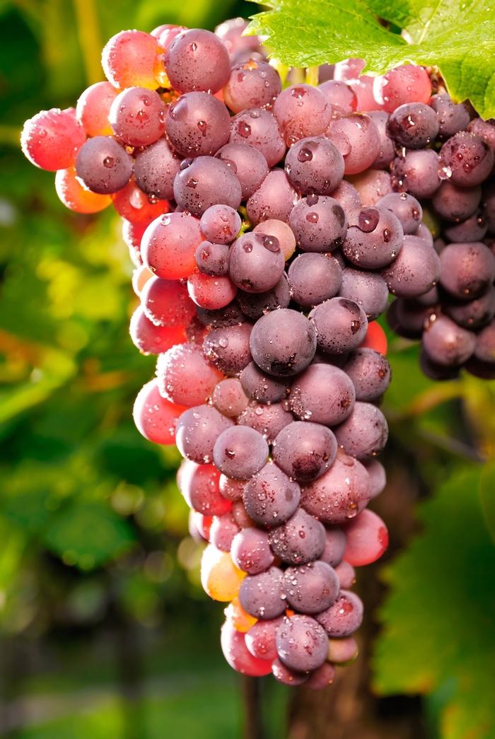 Vitis vinifera Reliance