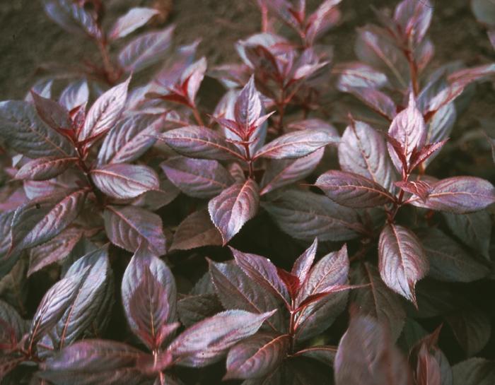 Weigela florida Midnight Wine&reg;