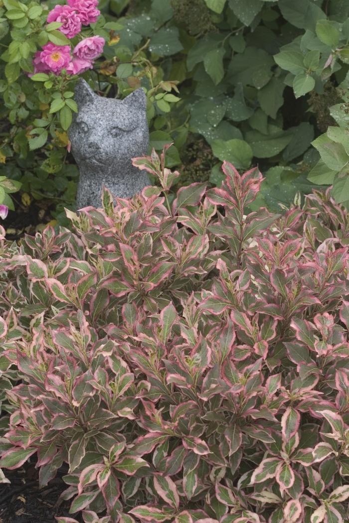 Weigela florida My Monet&reg;