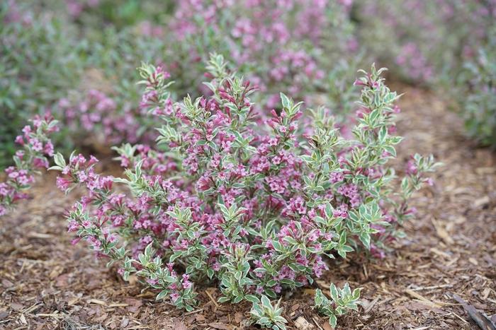 Weigela florida My Monet Purple Effect&reg;