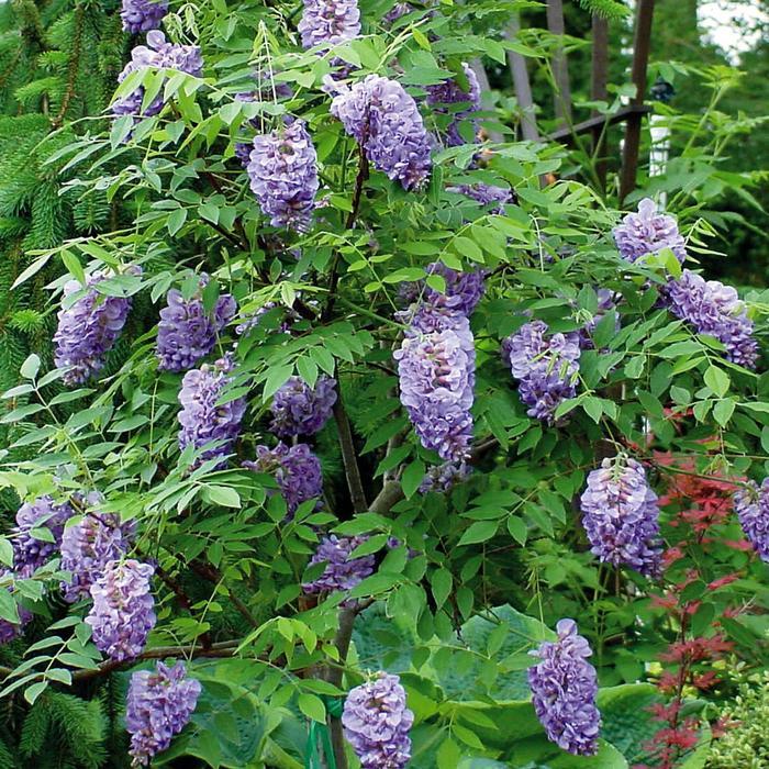 Wisteria frutescens Amethyst Falls