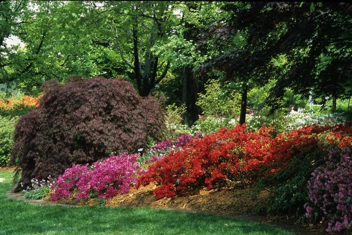 Acer palmatum var. dissectum Red Select