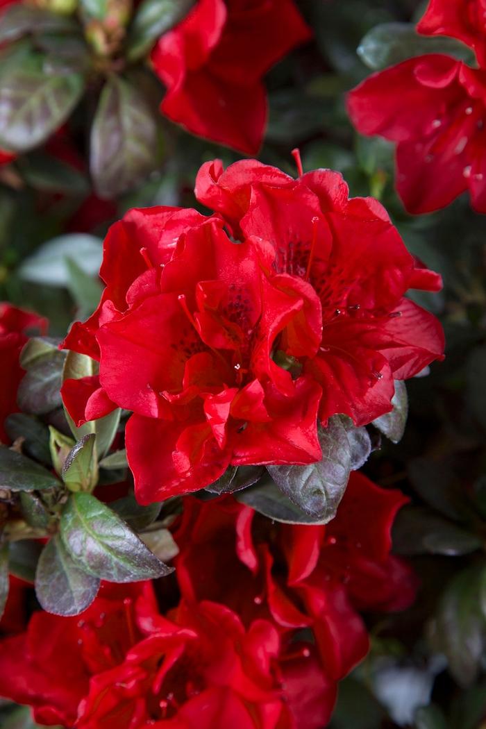 Rhododendron Encore&reg; Autumn Fire&reg;