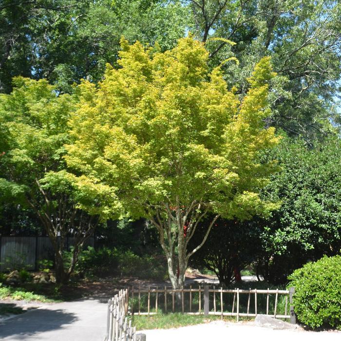 Acer palmatum 'Sango kaku' (Japanese Maple)