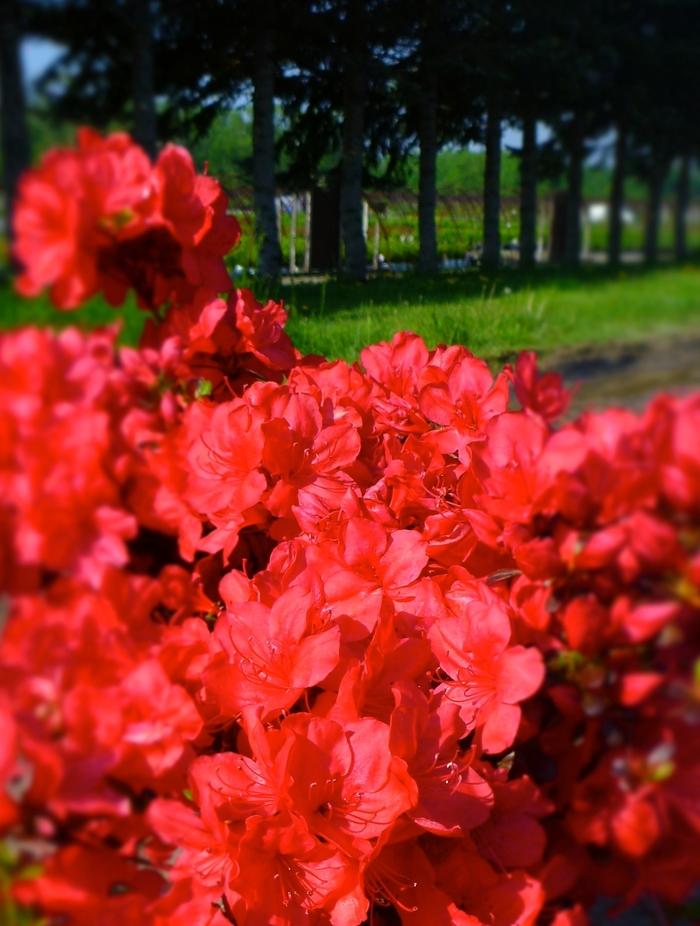 Rhododendron Kurume hybrid Mother's Day