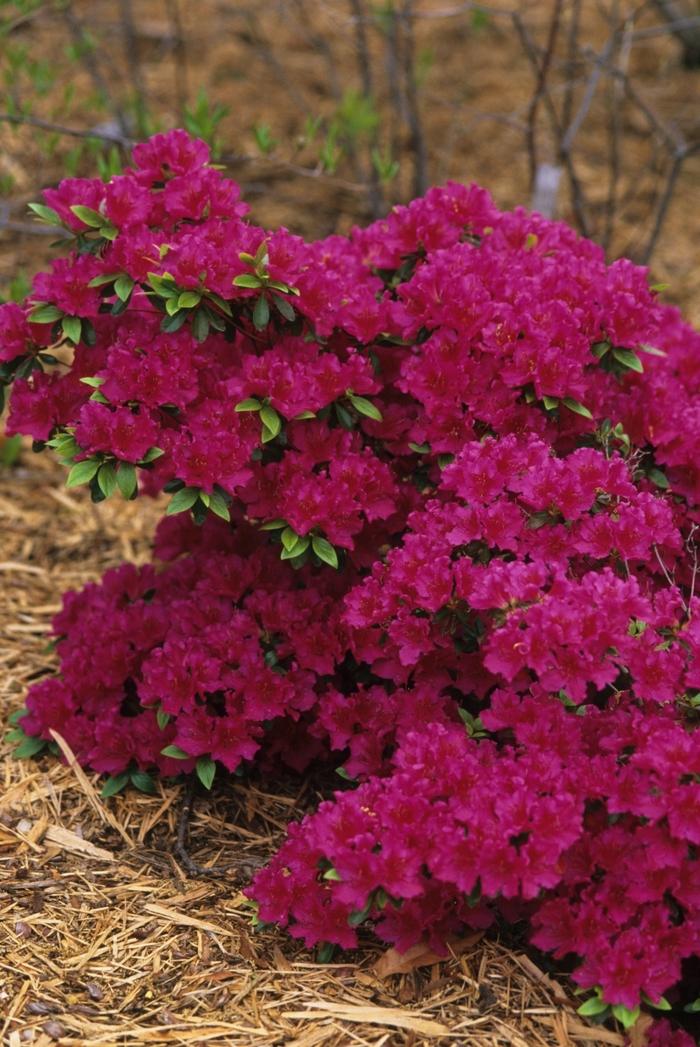 Rhododendron Girard hybrid Girard's Fuchsia