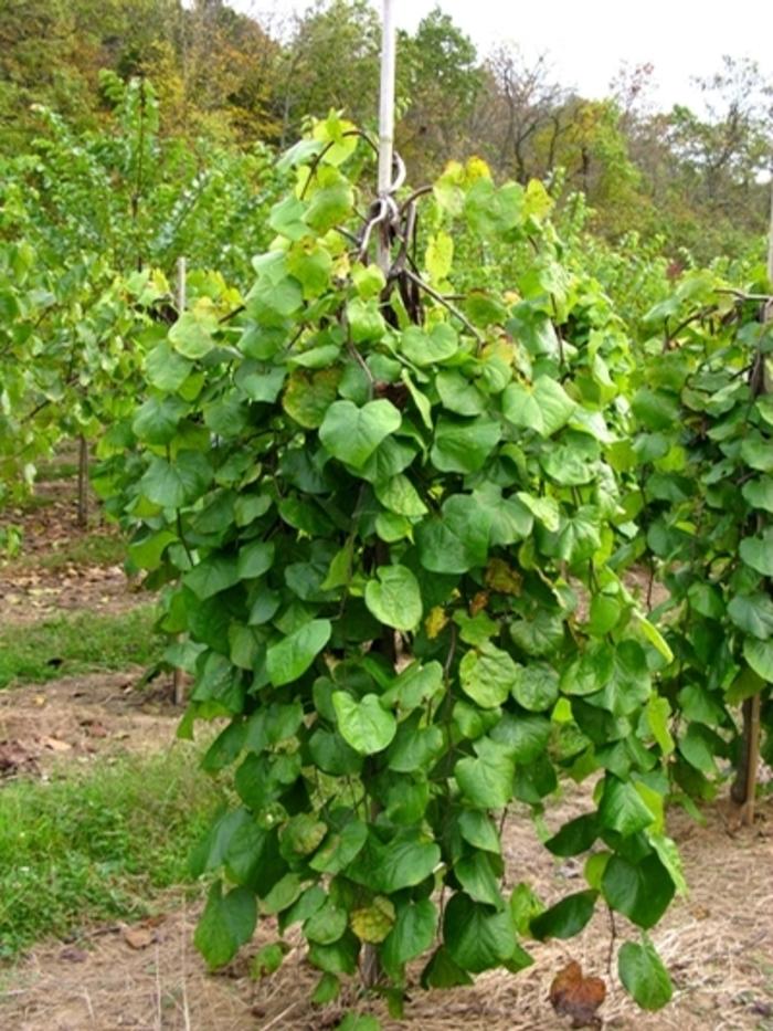 Cercis canadensis Lavender Twist&reg;