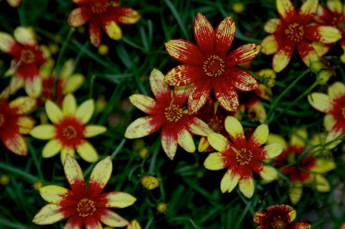 Coreopsis verticillata Route 66