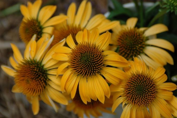 Echinacea purpurea Big Sky&trade; Harvest Moon