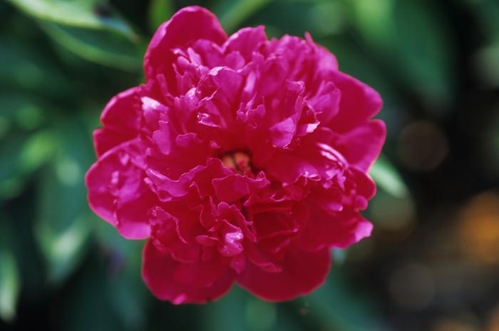 Heuchera Heureka&trade; Black Knight
