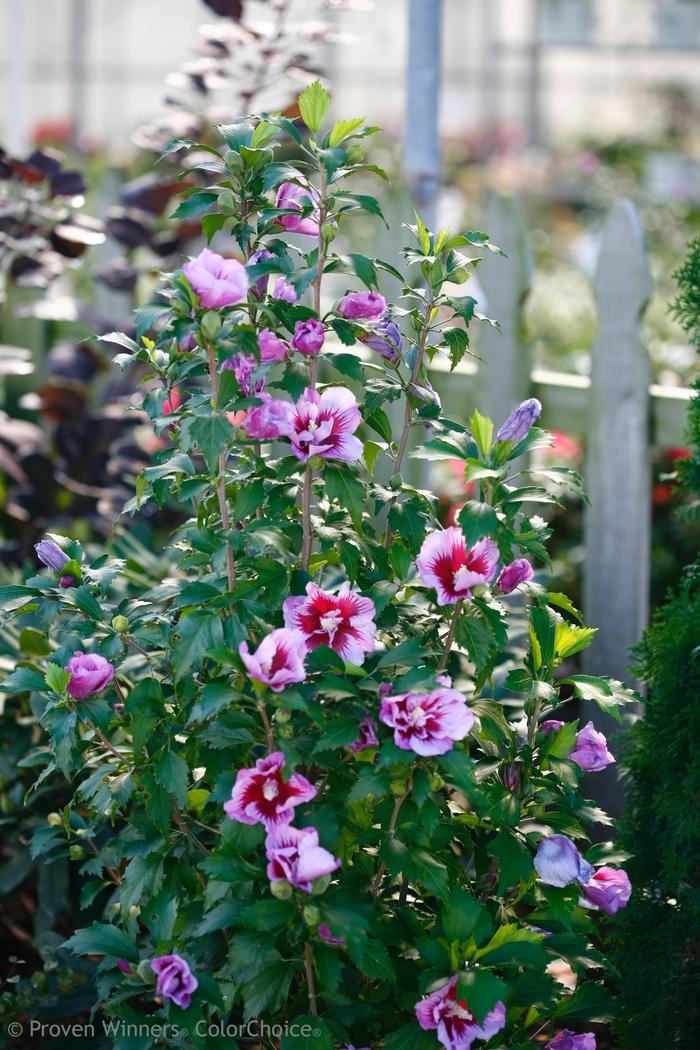 Cone Rope Hanging Baskets for Full Sun