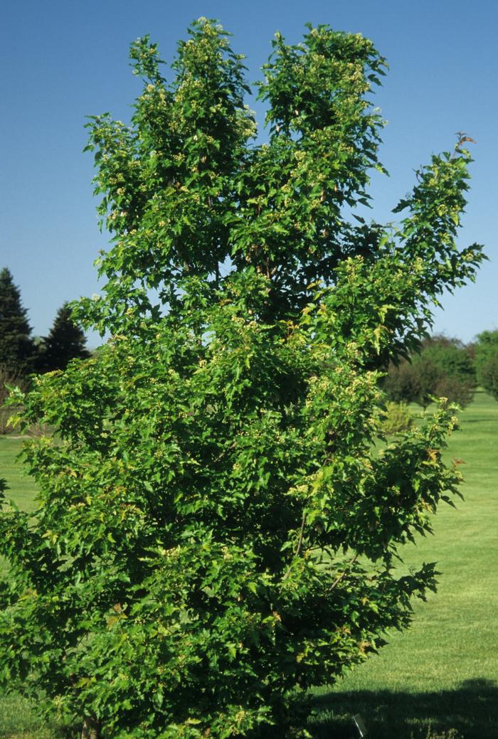 Fargesia rufa 