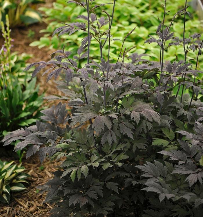 Actaea Chocoholic