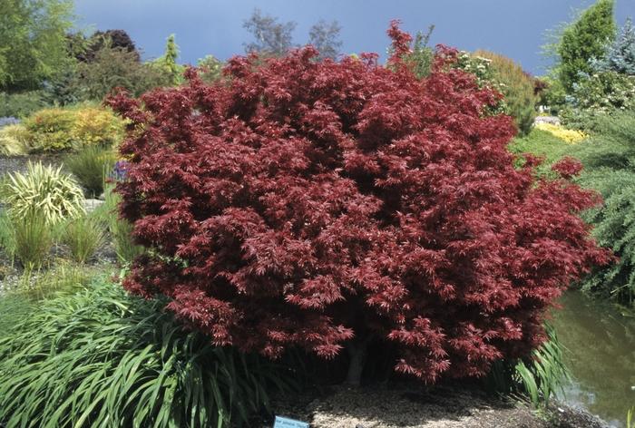 Acer palmatum Shaina