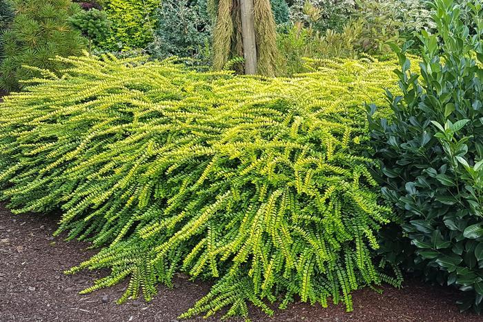 Lonicera nitida Thunderbolt