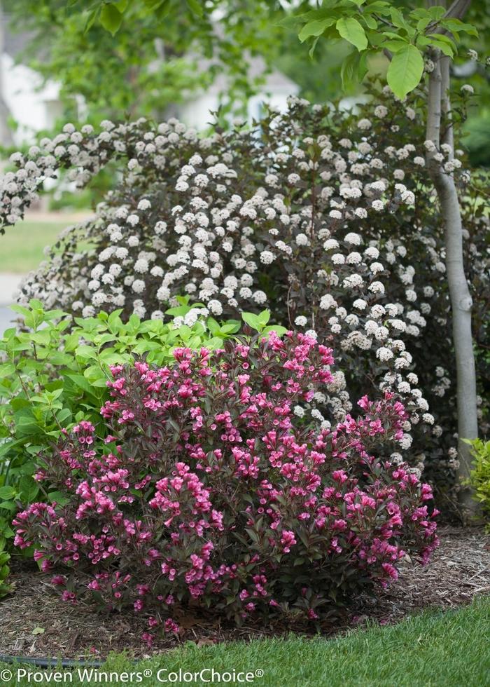 Physocarpus opulifolius Summer Wine&reg; 