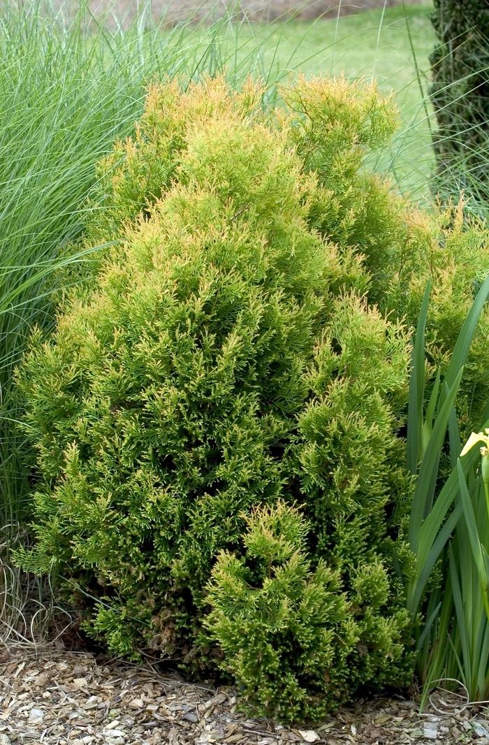 Chamaecyparis pisifera filifera Gold Thread