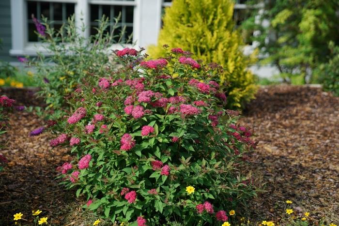Spiraea Double Play Doozie&reg;
