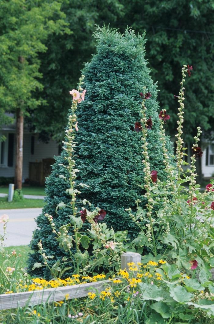 Chamaecyparis pisifera Boulevard