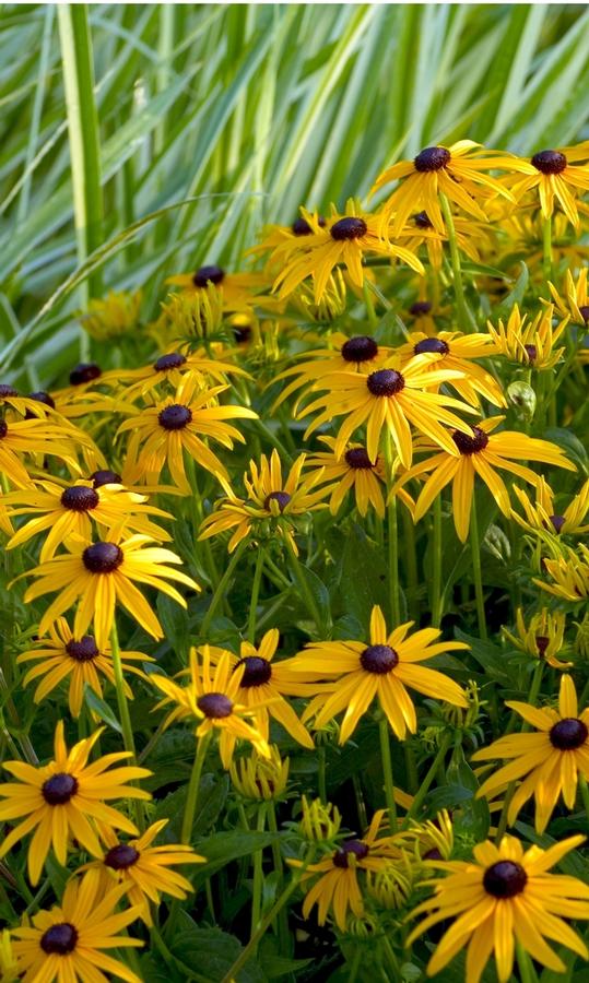 Rudbeckia fulgida ''Goldsturm'' - from Kent Countryside