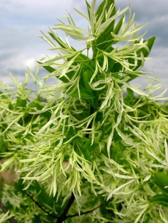 Chionanthus virginicus 