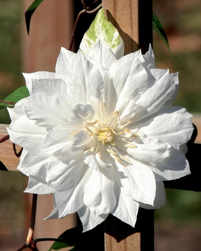 Clematis Duchess of Edinburgh