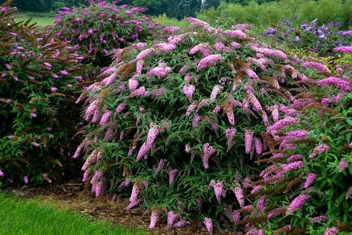 Clematis Earthquake