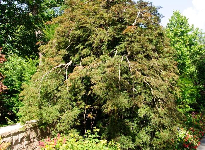 Acer palmatum Mikawa Yatsubusa