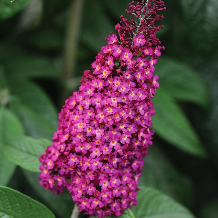 Clethra alnifolia Hummingbird