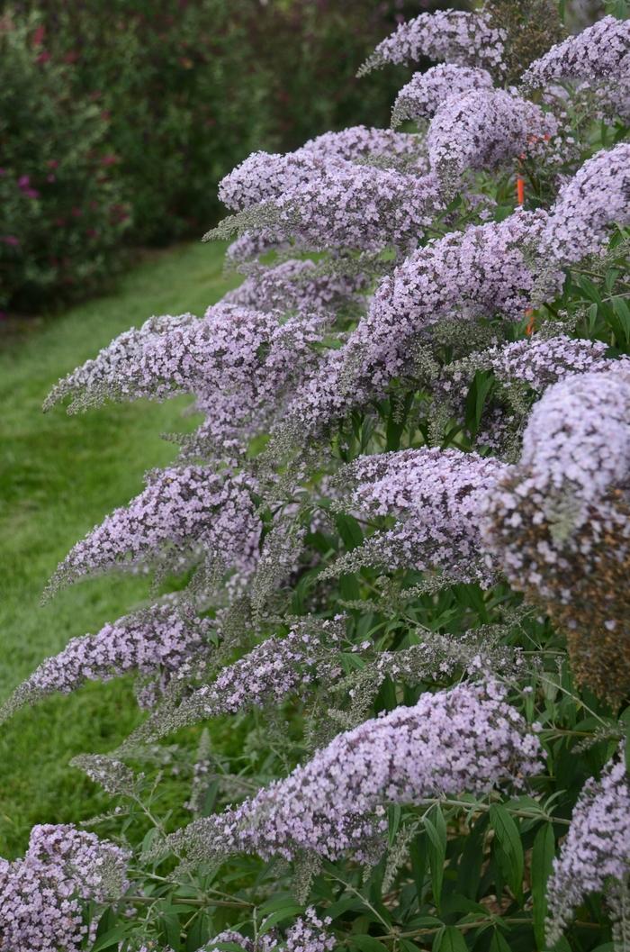Clethra alnifolia Sixteen Candles