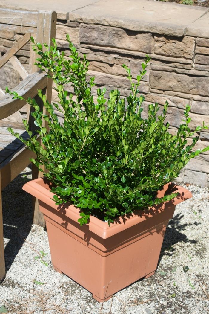 Cryptomeria japonica Black Dragon