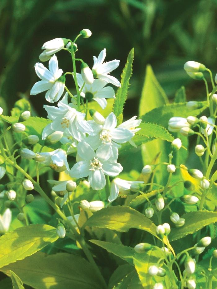 Deutzia gracilis Chardonnay Pearls&reg;