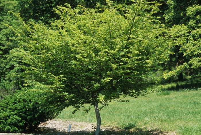 Euonymus alatus 