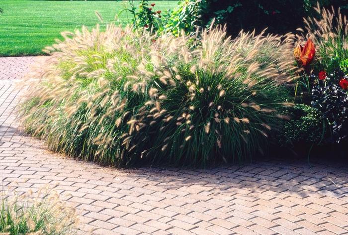 Pennisetum alopecuroides Hameln