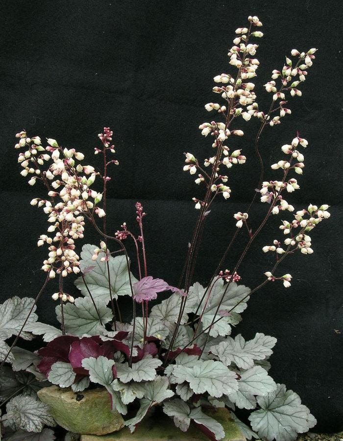 Heuchera Stainless Steel