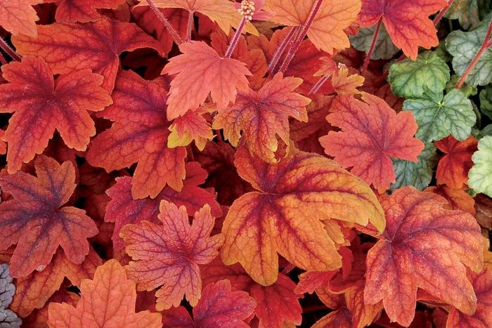 Heucherella Sweet Tea