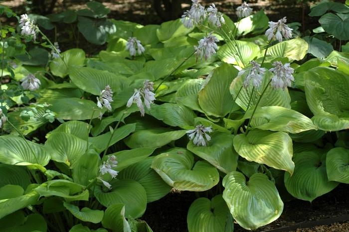 Heucherella Thunderbird