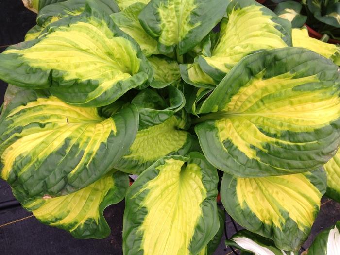 Hibiscus Mars Madness