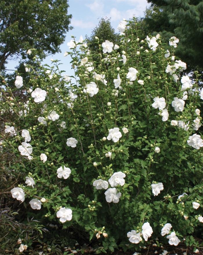 Hibiscus syriacus Amplissimus